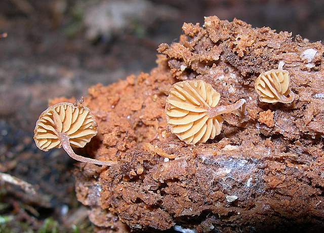 Galerina subexcentrica  spec.nov.